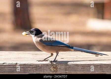 Azure-geflügelte Elster (Cyanopica cyanus) beim Essen von Brot in einem Picknickbereich Stockfoto