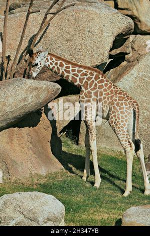 Giraffe im Zoo Bioparc de Valencia, Bundesland Valencia, Spanien Stockfoto