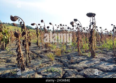 Feld des Anbaus von trockenen Sonnenblumen aufgrund von Trockenheit. Stockfoto
