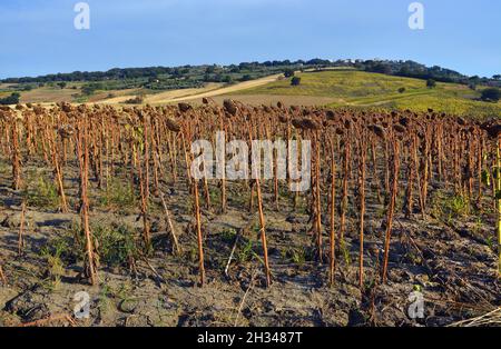 Feld des Anbaus von trockenen Sonnenblumen aufgrund von Trockenheit. Stockfoto