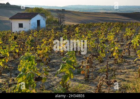 Feld des Anbaus von trockenen Sonnenblumen aufgrund von Trockenheit. Stockfoto