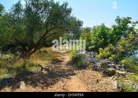 Ein Küstenweg südlich der Stadt Punat auf der Insel Krk in der Gespanschaft Primorje-Gorski Kotar im westlichen Kroatien im Spätsommer Stockfoto