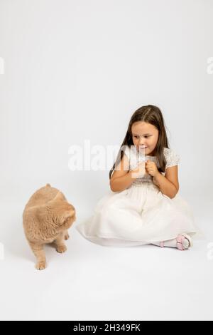 Nettes Mädchen in weißem Kleid sitzt mit gekreuzten Beinen auf dem Boden und Angst vor roten britischen Katze, isoliert auf weißem Hintergrund mit Kopieplatz Stockfoto