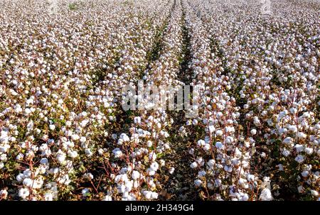 Blühendes Baumwollfeld bereit für die Ernte Stockfoto