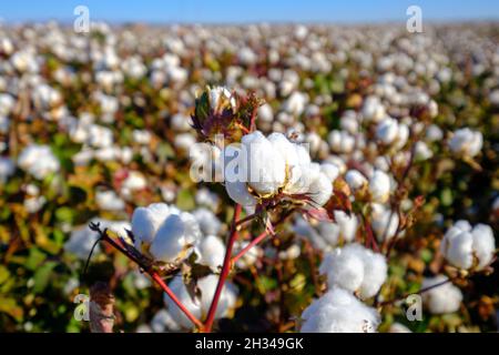 Blühendes Baumwollfeld bereit für die Ernte Stockfoto