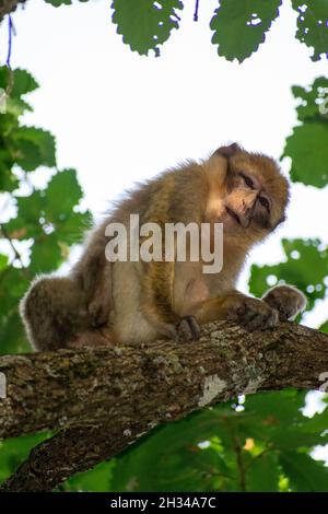 Nahaufnahme eines Barbaren Makaken (Macaca sylvanus) Stockfoto