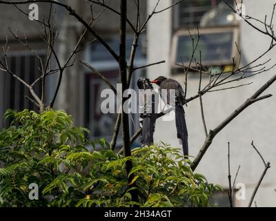 Rot-billed blaue Elster Stockfoto