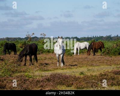 New Forest Ponys auf dem alten Flugplatz des Zweiten Weltkriegs, RAF Beaulieu, The New Forest, Hampshire, Großbritannien Stockfoto