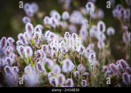 Wild blühende Trifolium Arvense Blüten, allgemein bekannt als Hase-Fuß-Kleeblatt, Rabbitfoot-Kleeblatt, Steinklee oder oldfield-Kleeblatt, blühende Pflanze in t Stockfoto