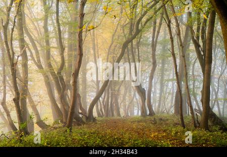 Arnsberg, Deutschland. Oktober 2021. Im Naturschutzgebiet Arnsberger Wald im Sauerland weht kurz nach Sonnenaufgang am frühen Morgen Nebel durch herbstliche Wälder. Quelle: Julian Stratenschulte/dpa/Alamy Live News Stockfoto