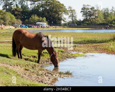 New Forest Pony trinkt in Hatchet Pond, The New Forest, Hampshire, Großbritannien Stockfoto