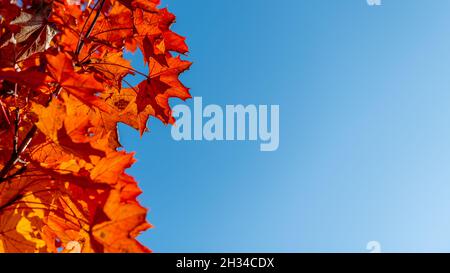Maple Leaf in herbstlichen Farben Stockfoto