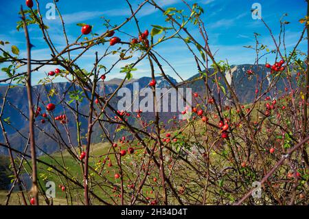 Zweige mit roten Hagebutten auf dem herbstlichen Berg-Hintergrund Stockfoto
