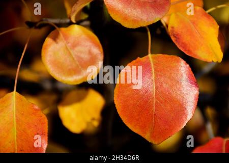 Nahaufnahme von bunten Birnenbaumblättern. Rot gelb und orange Herbstfarben. Herbst Thema. Hintergrundbild. Schöne warme Farben. Natur, im Freien Stockfoto