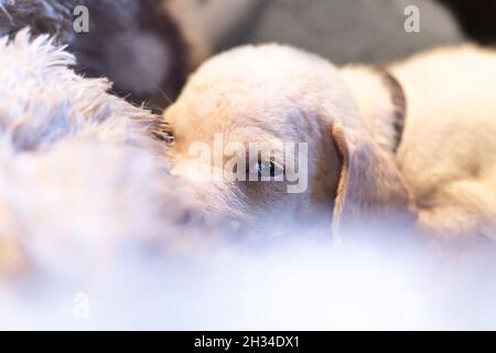 Porträt eines niedlichen kleinen 5 Wochen alten großen dänenwelpen Stockfoto