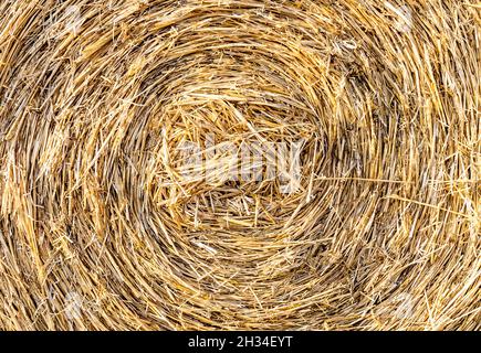 Nahaufnahme von großen runden zylindrischen Stroh oder Heuballen . Stroh wird als Biokraftstoff, Biogas, Tierfutter, Baumaterial verwendet. Hintergrund für Strohballen. Stockfoto