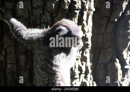 Gewöhnliches Murmeltier (Callithrix jacchus) auf einem Baum im Botanischen Garten von Rio de Janeiro, Brasilien Stockfoto