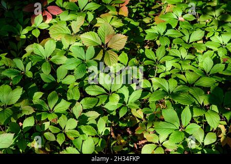 Minimalistischer monochromer Hintergrund mit grünen Blättern o Parthenocissus quinquefolia Pflanze, bekannt als Virginia Creeper, fünf Blatt Efeu oder fünf-Finger, in Stockfoto