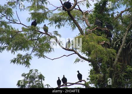 Schwarzgeier (Coragyps atratus) in der Nähe der Iguacu-Wasserfälle, Argentinien Stockfoto