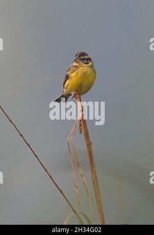 Gelbreiher-Buntmännchen (Emberiza aureola) im nicht-brütenden Gefieder, das auf dem toten Schilf Koshi Tappu, Nepal, thront Februar Stockfoto