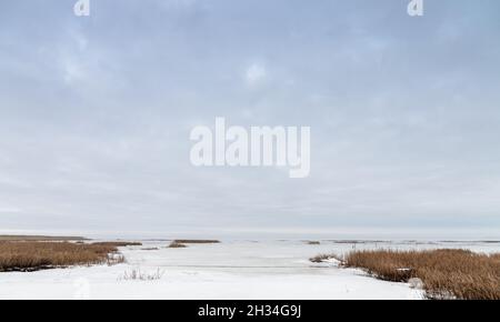 Winterlandschaft mit trockenem Küstenschilf unter bewölktem Himmel, natürliches Hintergrundfoto Stockfoto
