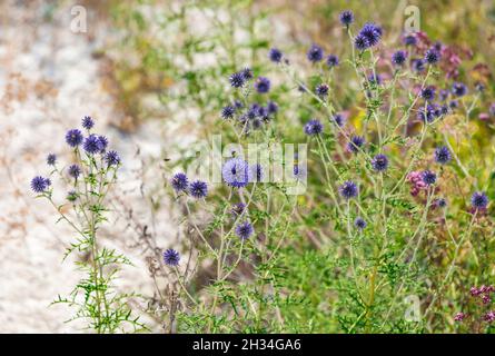 Blaue Kugeln Blüten von Echinops ritro bekannt als südlicher Globethistel in der Ukraine Stockfoto