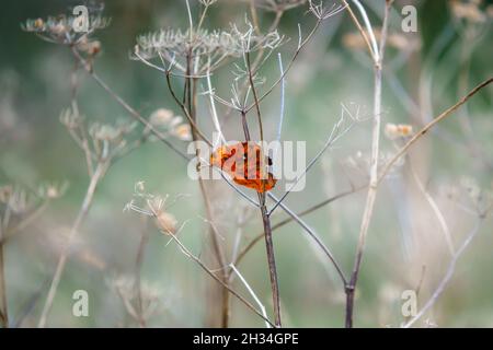Ein einziges schönes tiefes kupferrotes Blatt, das in den grauen Herbstwedeln toter Distelstiele stecken blieb Stockfoto