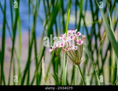 Rosafarbene Blüten von Blütenpracht oder Grasrausch (Butomus umbellatus) am Flussufer. Stockfoto