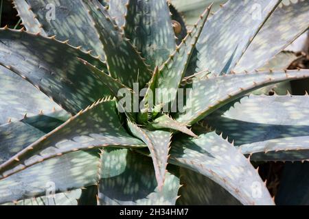 aloe Vera Pflanze auf Mallorca im Sommer Stockfotografie - Alamy