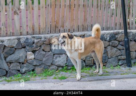 Ein riesiger Hund steht am Zaun Stockfoto