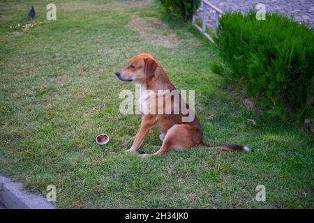 Leuchtend roter Hund sitzt traurig auf dem Rasen Stockfoto