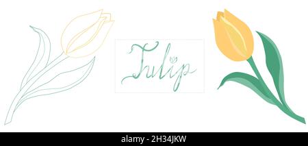 Vektordarstellung einer Tulpe mit einer Inschrift. Tulip Illustration in flachem Stil und Linienkunst Stock Vektor