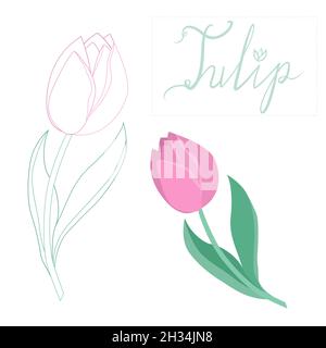 Vektorgrafik handgezeichnete Tulpenbeschriftung Illustration. Zwei handgezeichnete Tulpen. Tulpe in flachem Stil und mit Linien. Stock Vektor
