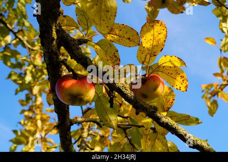 Herbstliche Landschaft mit wunderschönen reifen Äpfeln auf dem Apfelbaum mit goldenen Herbstblättern an einem sonnigen Oktobertag Stockfoto