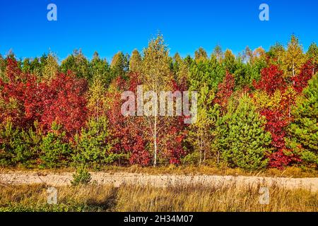 Bunte Herbstwald zieht Aufmerksamkeit beim Fahren der Straße, Ukraine Stockfoto