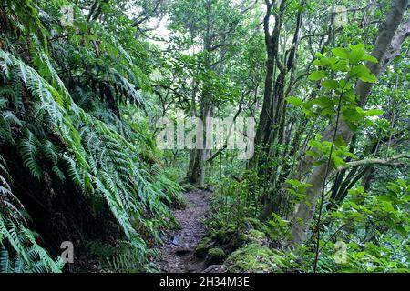 Sendero las siete Huertas en Taganana Stockfoto