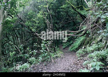 Sendero las siete Huertas en Taganana Stockfoto