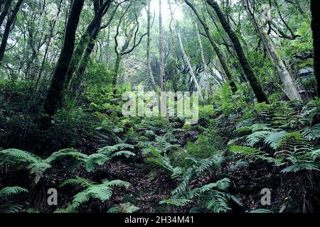 Sendero las siete Huertas en Taganana Stockfoto