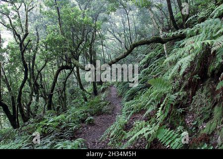 Sendero las siete Huertas en Taganana Stockfoto