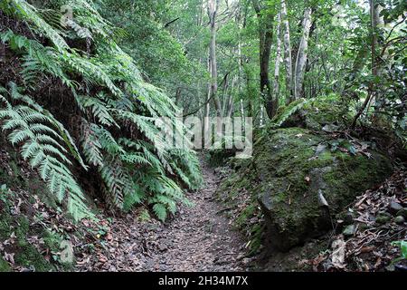 Sendero las siete Huertas en Taganana Stockfoto