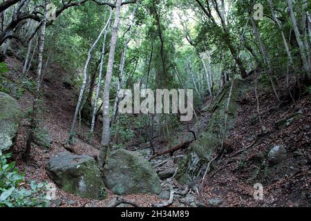 Sendero las siete Huertas en Taganana Stockfoto