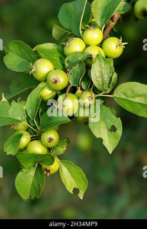 Grüne Waldäpfel aus Serbien auf einem Ast, auf einem verschwommenen Hintergrund Stockfoto