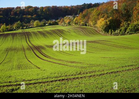 Herbstlandschaft mit jungen Getreidepflanzen, die kürzlich auf hügeligen Feldern in Norddeutschland gekeimt haben. Stockfoto