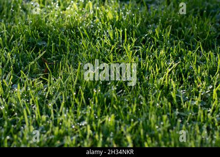 Grünes Gras Textur Natur Tau ruhig Grün Rasen Tropfen Wasser Stockfoto