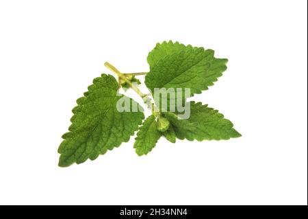 Melisse officinalis, Zitronenmelisse Blätter auf weißem Hintergrund Stockfoto