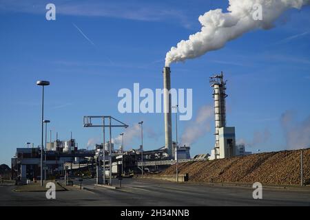 Geerntete Zuckerrüben (Beta vulgaris) auf großem Haufen. Im Hintergrund die Zuckerfabrik mit rauchenden Schornsteinen und weißen Rauchwolken. Nordstemmen, Deutschland Stockfoto