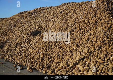 Geerntete Zuckerrüben (Beta vulgaris) auf Ackerland auf einem großen Stapel zur Weiterverarbeitung in einer Zuckerfabrik. In Der Nähe Von Einbeck, Niedersachsen, Deutschland Stockfoto