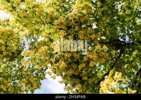 Natürlicher Hintergrund mit einer blühenden Linde. Stockfoto