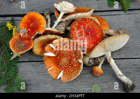 Sehr giftiger halluzinogener Pilz Amanita Muscaria oder Fly Agaric auf einem Holzschreibtisch Stockfoto