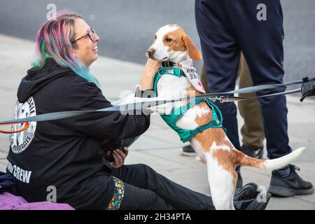 Westminster, London, Großbritannien. Oktober 2021. Einige der Demonstranten haben ihre Rettungshunde mitgebracht. Tierrechtsaktivisten und -Aktivisten protestieren heute auf dem Parliament Square, um „die MBR-Beagles freizumachen“ auf MBR Acres in Wyton, Cambridgeshire, einer Einrichtung, die Hunde für die Laborforschung züchtet. Kredit: Imageplotter/Alamy Live Nachrichten Stockfoto